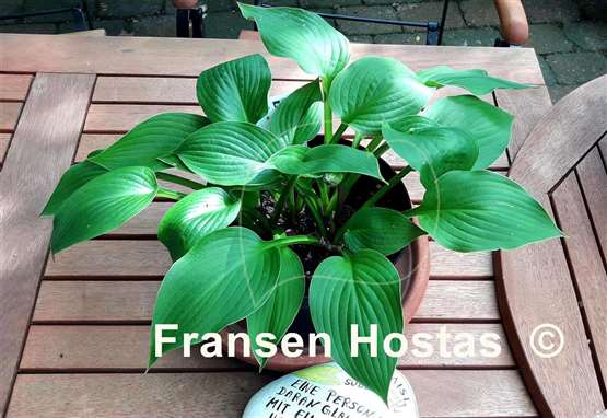 Hosta Moi Marlene